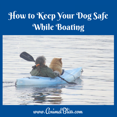 How to Keep Your Dog Safe While Boating this Summer Animal Bliss