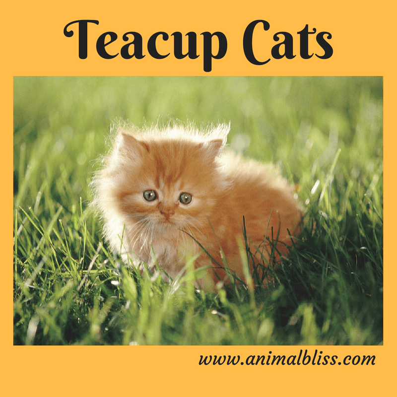 Teacup Cat Breed - Unique Cat Breeds, Designer Cats
