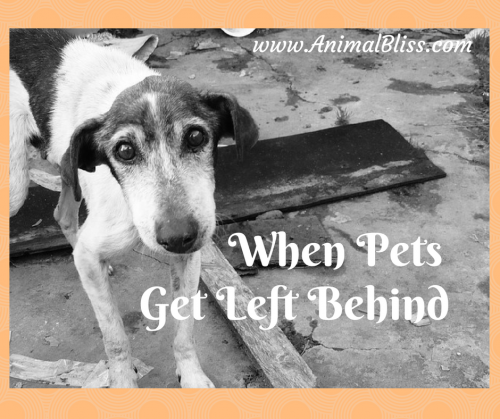 When Pets Get Left Behind, What You Can do to Help - www.AnimalBliss.com