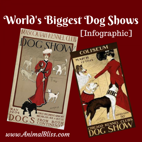 The World's Biggest Dog Shows infographic profiles world-famous shows and gives pointers for potential exhibitors entering their dog in a show.