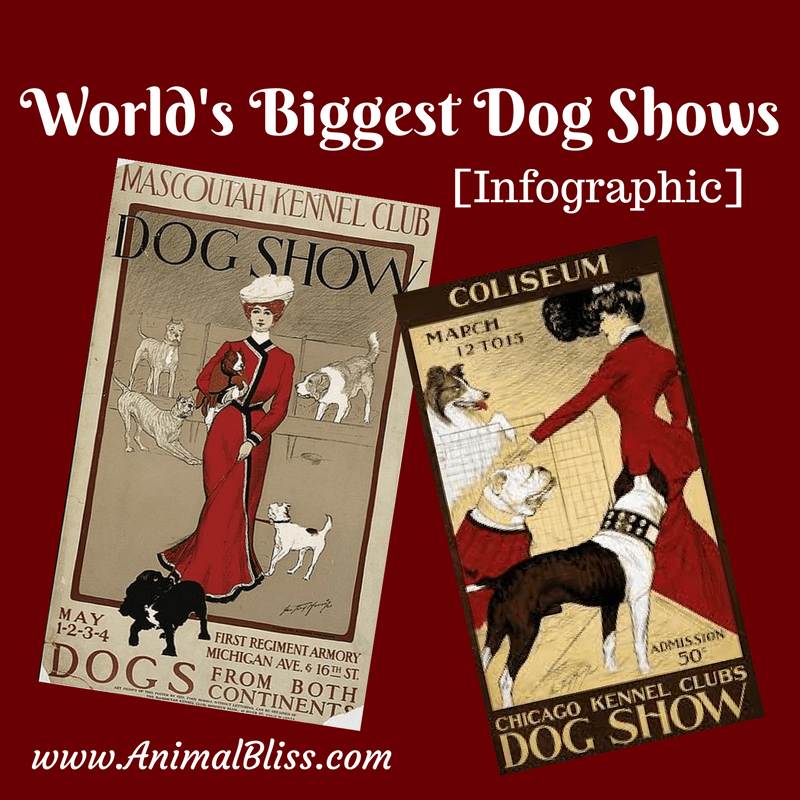 The World's Biggest Dog Shows infographic profiles world-famous shows and gives pointers for potential exhibitors entering their dog in a show. - www.animalbliss.com