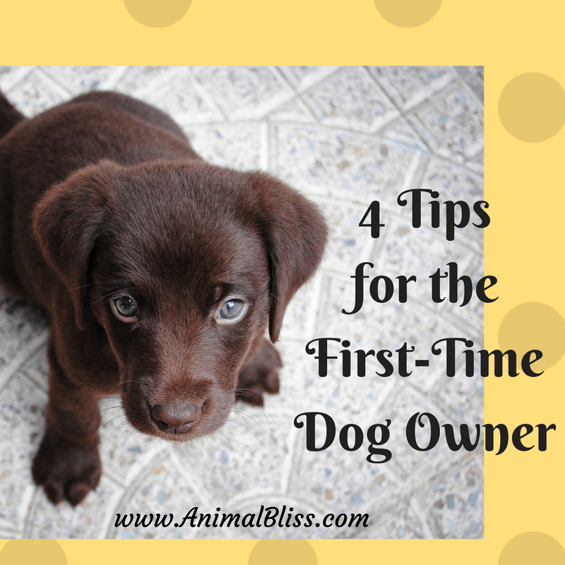 Follow these tips for the first time dog owner to meet the needs of your new pup.