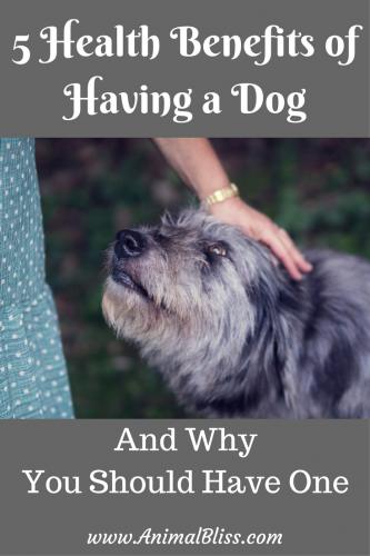 5 Health Benefits of Having a Dog and Why You Should Have One
