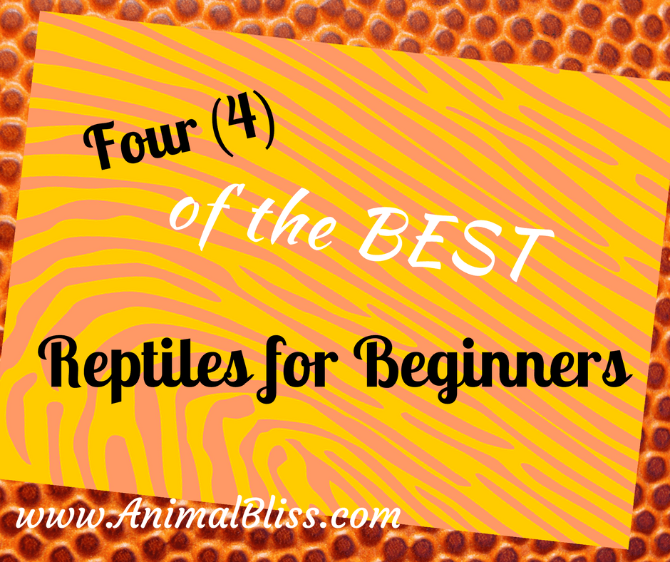Four of the Best Reptiles for Beginners - www.AnimalBliss.com - @animal_bliss