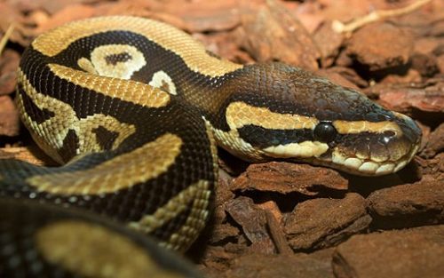 4 of the Best Reptiles for Beginners - Ball Python - www. animalbliss.com - @animal_bliss