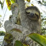 Fun Facts About Sloths That Will Make Fall in Love with Them