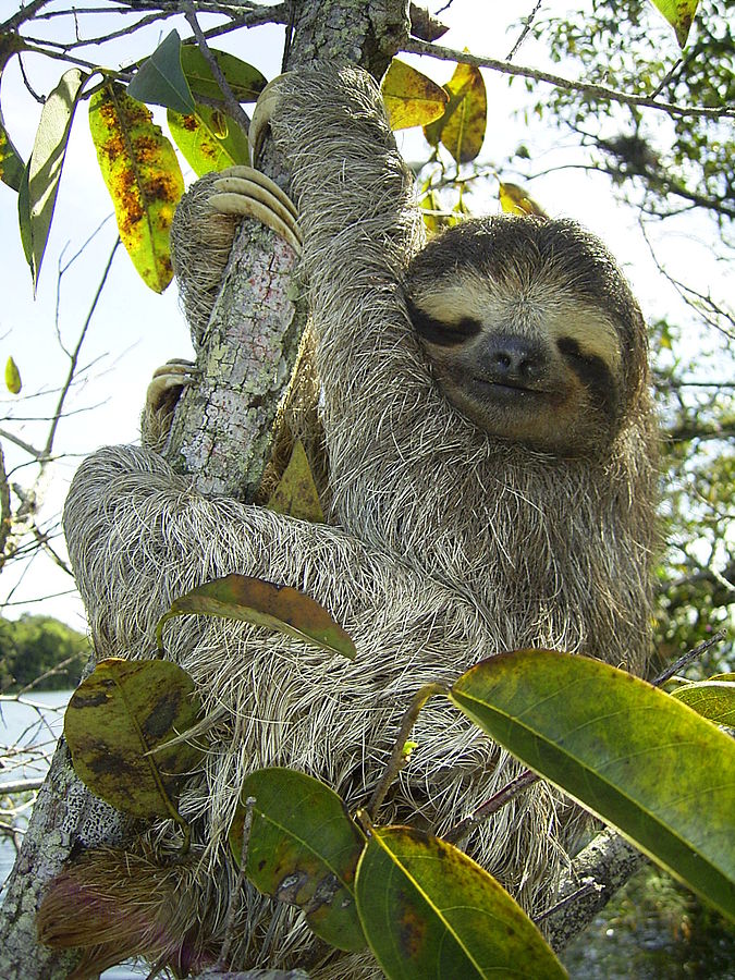 One of the cutest, most lovable animals known, these amazing facts about sloths serve to demonstrate their comical and unusual features.