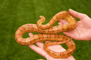 Best Reptiles for Beginners - Corn Snake, www.Animalbliss.com