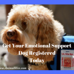 Get Your Emotional Support Dog Registered Today