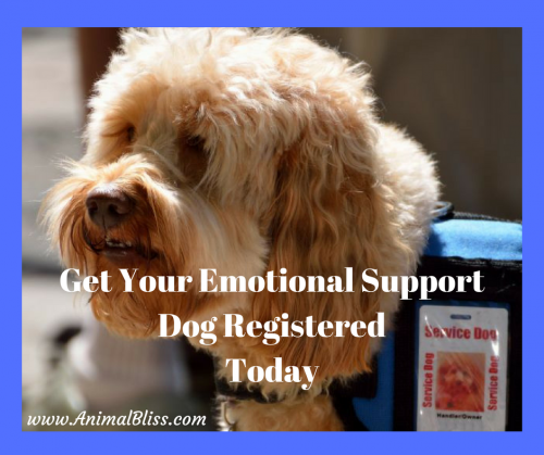 Get Your Emotional Support Dog Registered Today