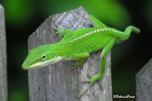 4 of the Best Reptiles for Beginners to Help You Decide