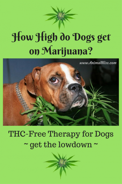 how do you get dogs high