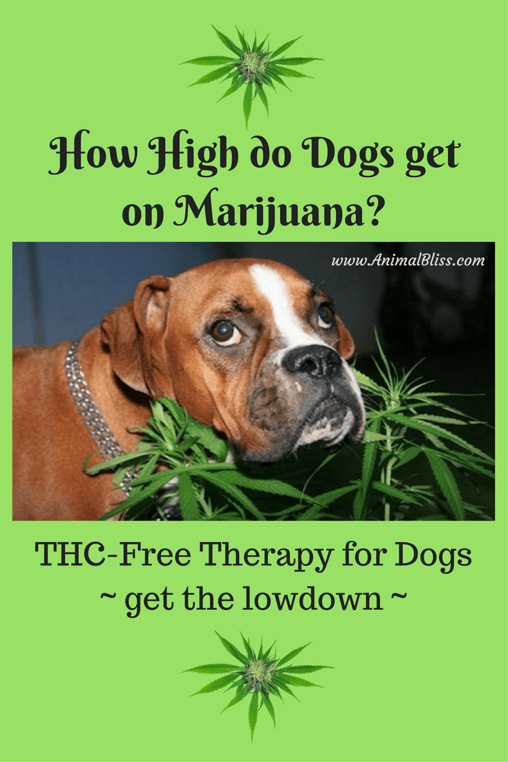 How High do Dogs get on Marijuana? THC-Free Therapy for Dogs