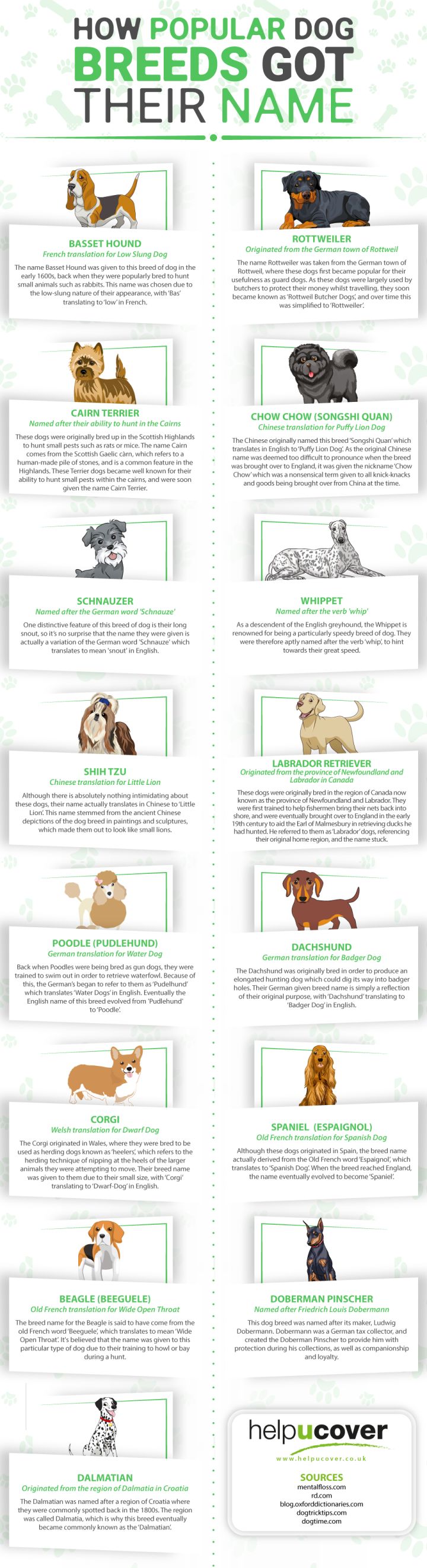 How Popular Dog Breeds Got Their Names Infographic