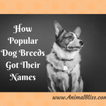 How Popular Dog Breeds Got Their Names [Infographic]