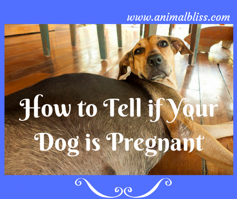 what to do if your dog is pregnant