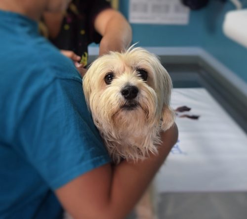 Make sure to confirm a suspected canine pregnancy with a visit to the vet! They can also check on the health of the mom and litter.