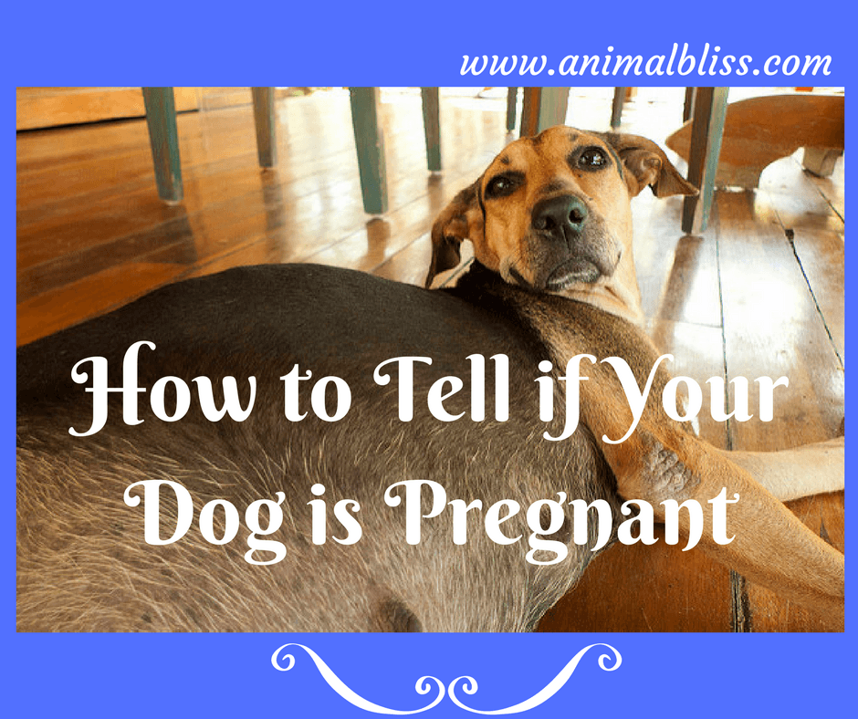 how can you tell if your pug is pregnant