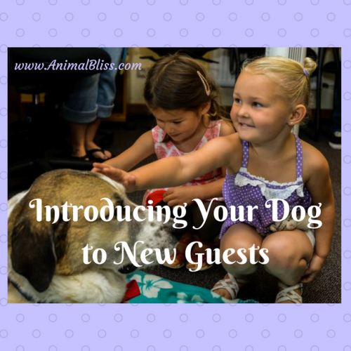 Introducing your dog to new guests? Is your dog the nervous type? Read these tips.