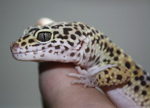 4 of the Best Reptiles for Beginners - www.AnimalBliss.com