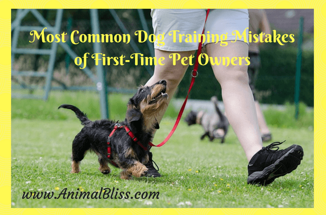 Avoid these most common dog training mistakes you could make that could lead to a dog that is very difficult to live with.