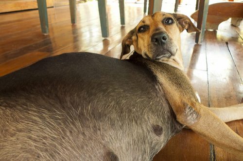 Knowing what to feed your pregnant dog ensure a happy and healthy mother dog and her puppies too!