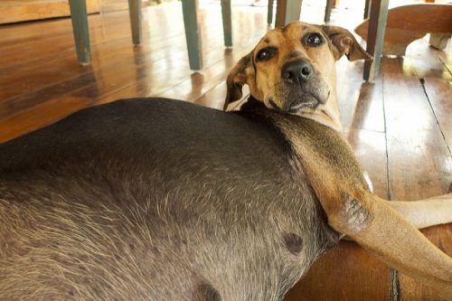 Knowing what to feed your pregnant dog ensure a happy and healthy mother dog and her puppies too!