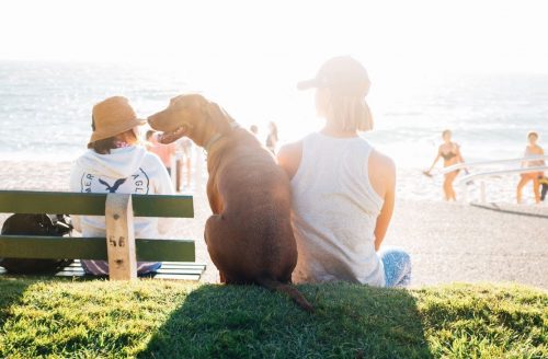 5 Services Dogs Can do That You May Not be Aware of
