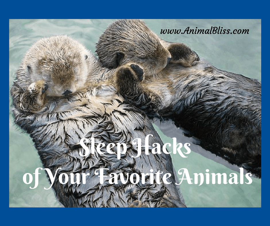 Do you know the sleep hacks of your favorite animals? Check out fun graphic which covers a broad range of species from the animal kingdom.