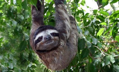 One of the cutest, most lovable animals known, these amazing facts about sloths serve to demonstrate their comical and unusual features.