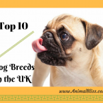 Getting a Pup? Top 10 Dog Breeds in the UK