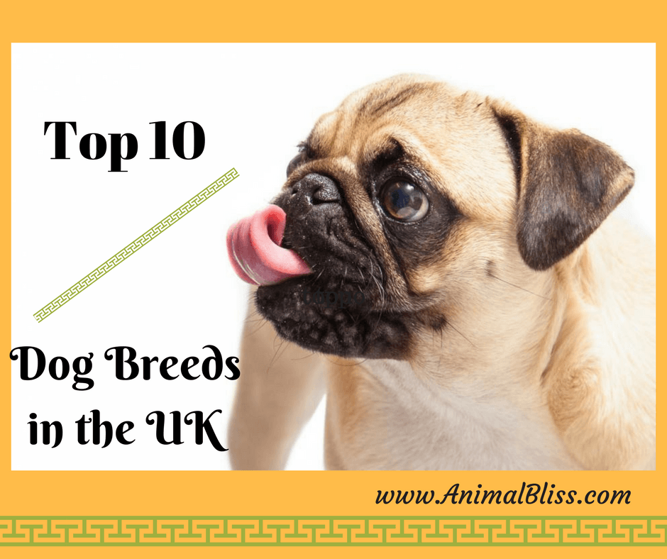 Top 10 Dog Breeds in the UK