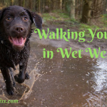 Walking Your Dog in Wet Weather: Tips to Keep Them Safe