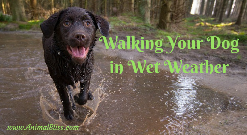 Walking your dog in wet weather can be miserable, or it can be fun and safe with the right kind of accessories and rain gear.