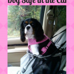 Ways to Keep Your Dog Safe in the Car (All Year Round)