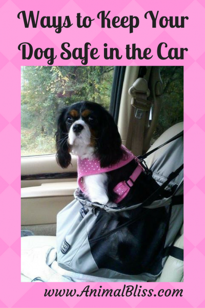 Ways to Keep Your Dog Safe in the Car (all year round)
