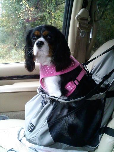 Ways to Keep Your Dog Safe in the Car (all year round)