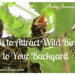Tips to Attract Wild Birds to Your Backyard: Become a Bird Watcher