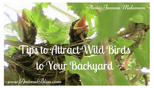 Tips to Attract Wild Birds to Your Backyard