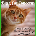Big 3 Cat Concerns: Is Your Cat Experiencing Any of These?