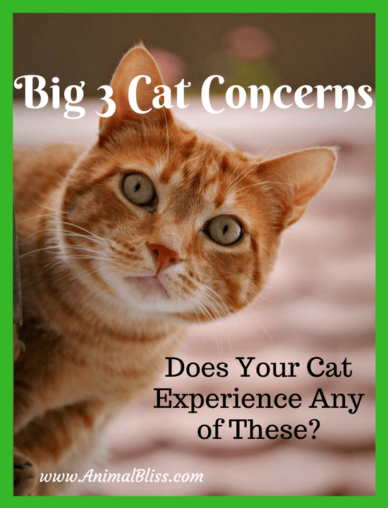 Does your cat experience any one of these big 3 cat concerns? Read this to find out what you can do with a diet of Weruva OMG! Cat Food.