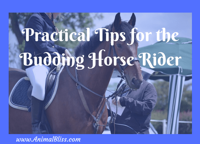 Practical Tips for the Budding Horse Rider