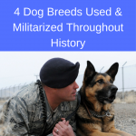 Dogs of War: 4 Dog Breeds Used and Militarized Throughout History