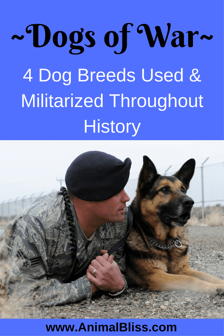 Dogs of War: 4 Dog Breeds Used and Militarized Throughout History