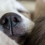 How to Make Sure Your Dog Has a Long and Healthy Life