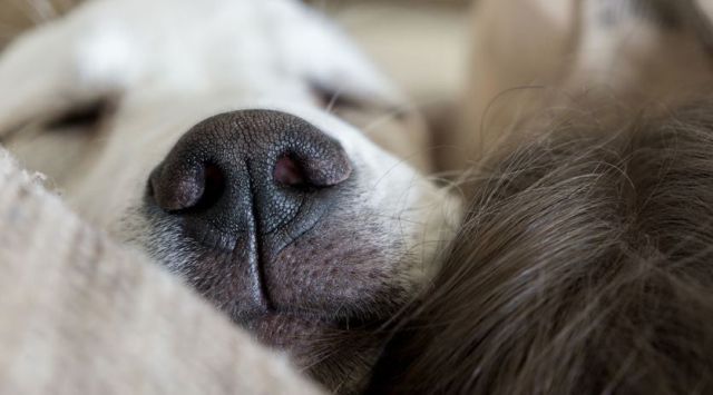 Some Pointers on How to Make Sure Your Dog Has a Long and Healthy Life