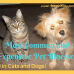 Most Common and Expensive Pet Illnesses – Cats and Dogs