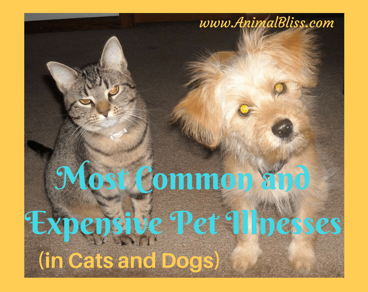 Become aware of the most common and expensive pet illnesses in cats and dogs.