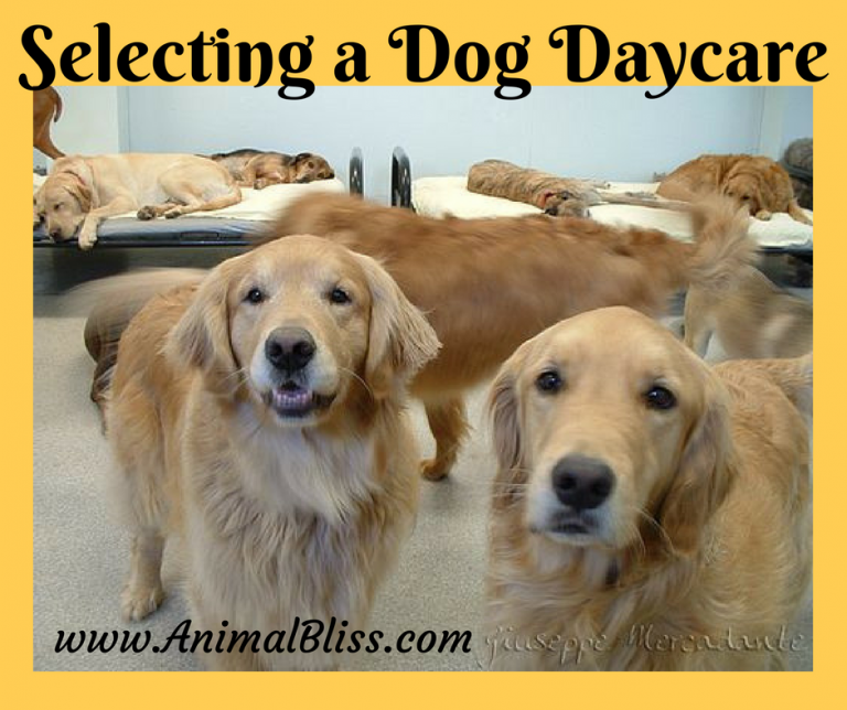 Selecting a Dog Daycare Some Important Things to Consider