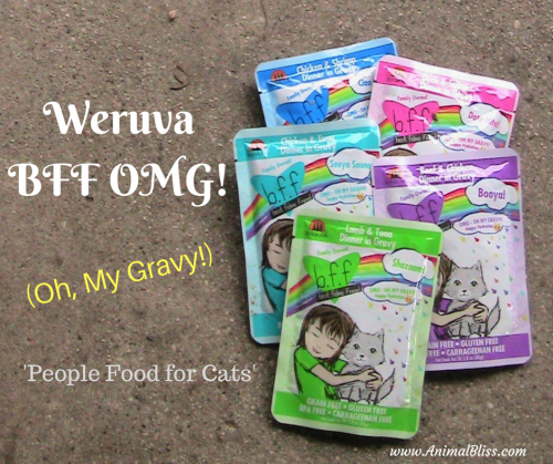 Is your cat experiencing any one of these big 3 cat concerns? Find out here and see what you can do with a better diet of Weruva OMG Cat Food